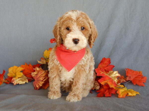 Chase, mini goldendoodles near me, mini goldendoodles with silver tips, male, awesome personality, www.puppyloveparadise.com