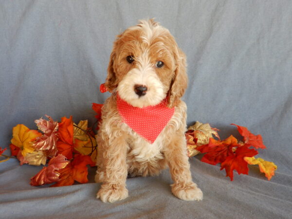 Chase, mini goldendoodles near me, mini goldendoodles with silver tips, male, awesome personality, www.puppyloveparadise.com