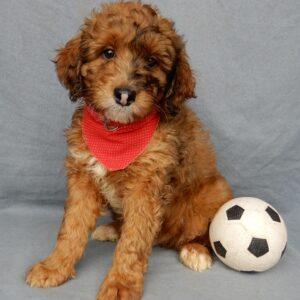 Blaze, mini aussiedoodles near me, shipping available, male, excellent companion, www.puppyloveparadise.com