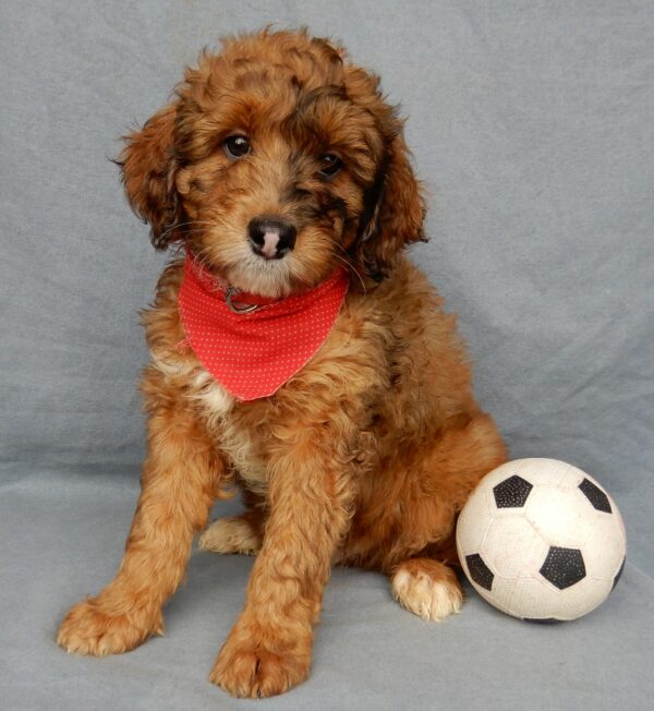 Blaze, mini aussiedoodles near me, shipping available, male, excellent companion, www.puppyloveparadise.com