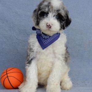 Diesel, F1b mini sheepadoodle, male, super sweet and cuddly, very loving, great personality, puppyloveparadise.com