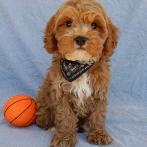 cavapoo puppies for sale in ohio, cavapoo for sale columbus ohio, cavapoo puppies ohio, cavapoo puppies for sale ohio, cavapoo near me for sale, cavapoo for sale ohio, cavapoo puppies for sale columbus ohio, cavapoos for sale in ohio, cavapoo for sale in ohio, mini cavapoo puppies for sale in ohio, cavapoo ohio, cavapoo puppies for sale in ohio under $1500, cavapoo columbus ohio, cavapoo puppies columbus ohio, cavapoos for sale ohio, cavoodle puppies for sale ohio, cavapoo breeders ohio, cavapoo puppies for sale lancaster, www.puppyloveparadise.com