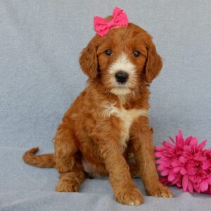 Isabelle, medium goldendoodles near me, shipping available in the US, super sweet & loving, very docile goldendoodles, female, www.puppyloveparadise.com
