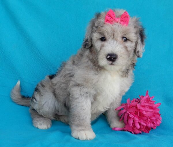 Paisley, mini sheepadoodles near me, shipping available nationwide, cuddly, female, www.puppyloveparadise.com