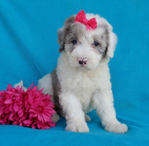 Layla, mini sheepadoodles near me, shipping available nationwide, cuddly, female, www.puppyloveparadise.com