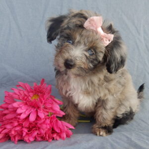Bella, mini aussiedoodles near me, shipping available nationwide, cuddly, female, blue merle aussiedoodles, www.puppyloveparadise.com