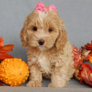 Cockapoo puppies Ohio, female cockapoos for sale near me, cockapoos near me, cockapoos for sale near me, cockapoo Ohio, cockapoo puppies for sale in Ohio, cockapoos puppies for sale near me, cockapoos for sale Wooster, cockapoos for sale Columbus Ohio, cockapoo breeders near me, cockapoo breeders in Ohio, Lancaster cockapoo puppies, cockapoos for sale under $1500, trained cockapoo puppies, cockapoo puppies for sale Ohio, cute cockapoos, cockapoo puppies for sale with tail docked, www.puppyloveparadise.com
