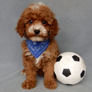 cavapoo puppies for sale in ohio, cavapoo for sale columbus ohio, cavapoo puppies ohio, cavapoo puppies for sale ohio, cavapoo near me for sale, cavapoo for sale ohio, cavapoo puppies for sale columbus ohio, cavapoos for sale in ohio, cavapoo for sale in ohio, mini cavapoo puppies for sale in ohio, cavapoo ohio, cavapoo puppies for sale in ohio under $2000, cavapoo columbus ohio, cavapoo puppies columbus ohio, cavapoos for sale ohio, cavoodle puppies for sale ohio, cavapoo breeders ohio, cavapoo puppies for sale lancaster, www.puppyloveparadise.com