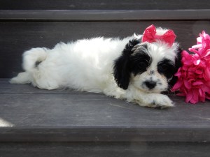 sheepadoodle puppies for sale Ohio