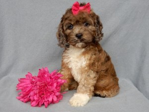 cockapoo puppies for sale Ohio